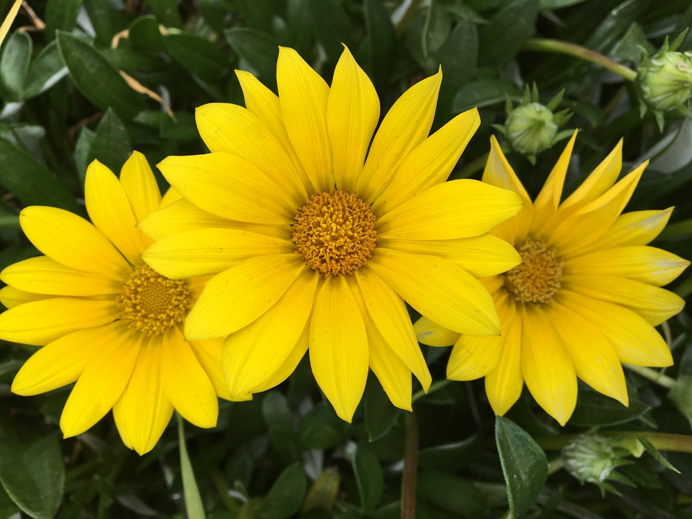 yellow flowers