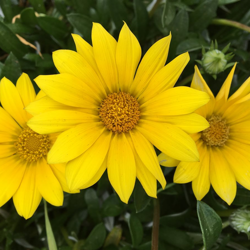 yellow flowers
