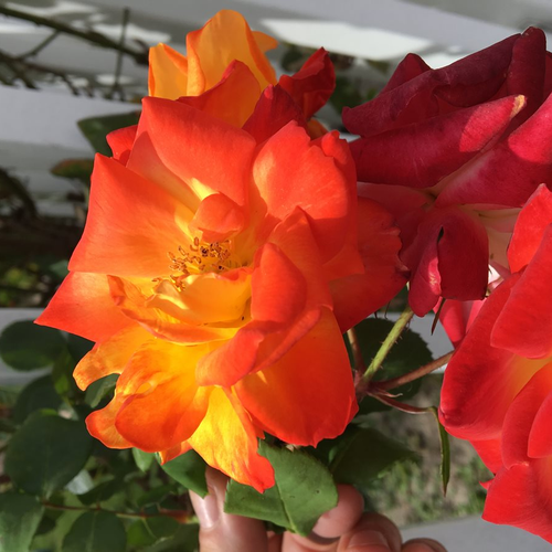 red flowers
