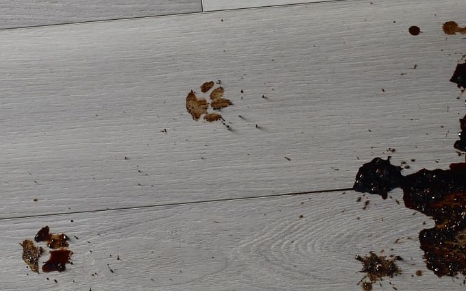 hard flooring with spills and small paw prints