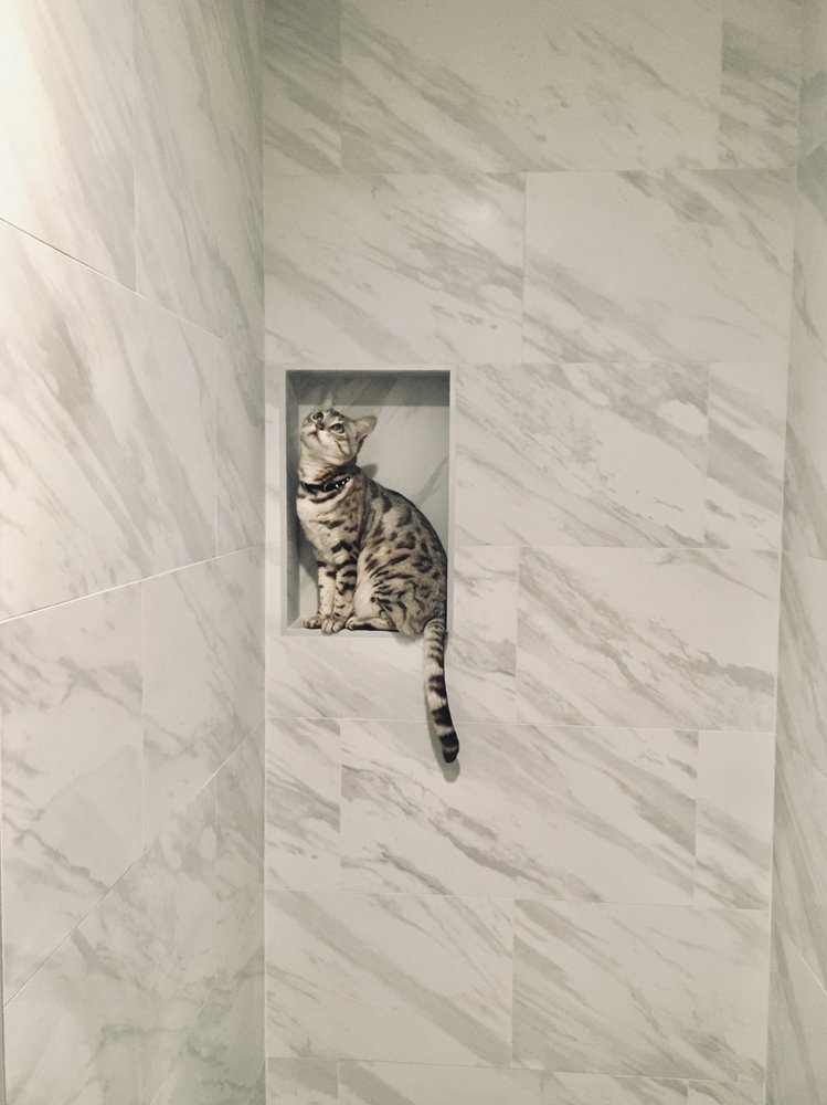 cat in tiled shower