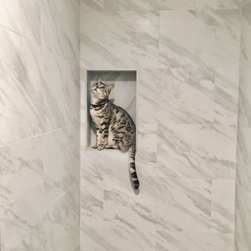 cat in tiled shower