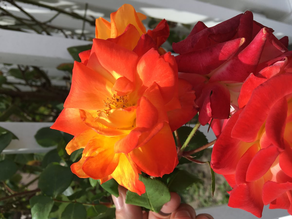 red flowers