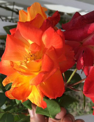 red flowers