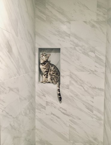 cat in tiled shower